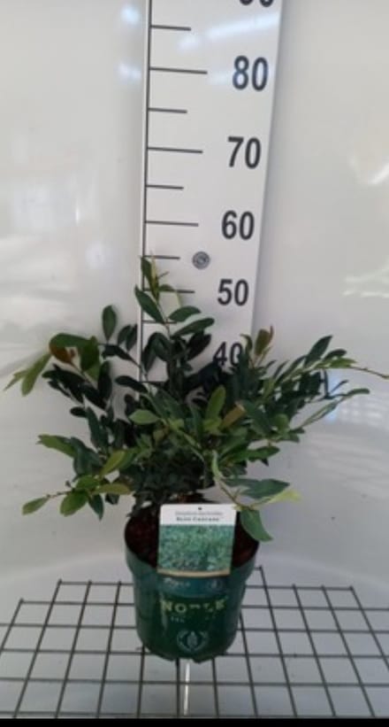 2 x Distylium myr. 'Blue Cascade'® - Distylium 30- 40 cm in pot