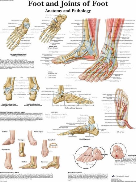 Het menselijk lichaam - anatomie poster voet (gelamineerd, 50x67 cm)