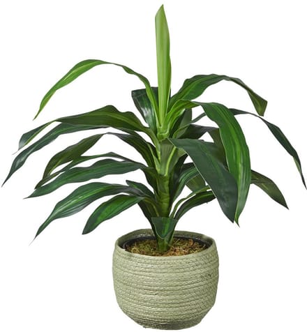 Kunstplant Dracaena fragans H60cm in mand groen – HTT Decorations kunstplanten