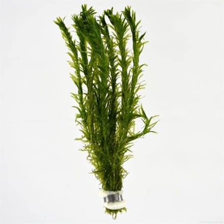 Moerings Aquariumplanten - Elodea densa (Bos)