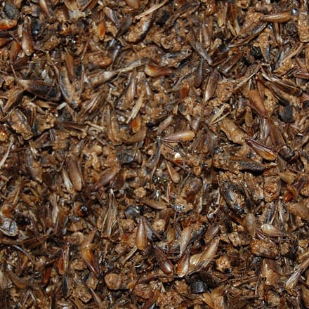Gedroogde Krekels 50 L Bulkdoos