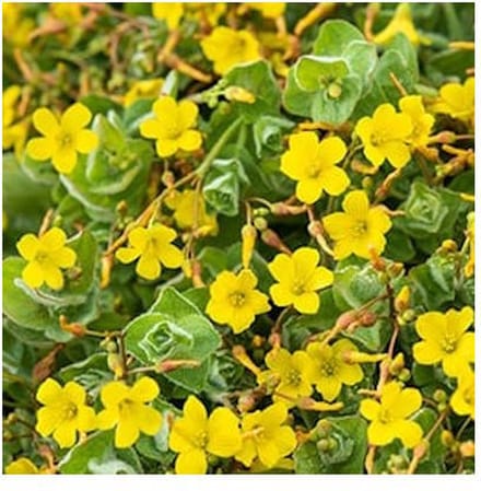 Moerings Hypericum Elodes | Moerashertshooi | In 9CM pot