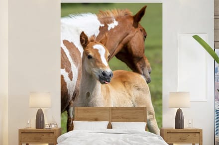 Behang - Fotobehang Paarden - Veulen - Gras - Breedte 145 cm x hoogte 220 cm