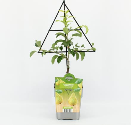 Fruitplant Peer op driehoek rek - Pyrus communis 'Conference' - hoogte 60 / 70 cm