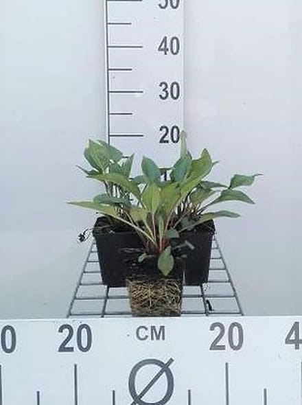 6x Zonnehoed - Echinacea purp. J.s.roho' | pot 9 x 9 cm