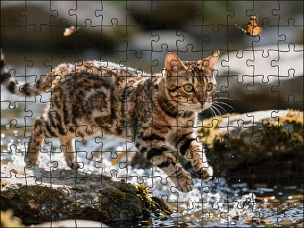 Puzzel Bengaalse kat in het water | 120 stukjes | Dierenpuzzel | Kattenpuzzel