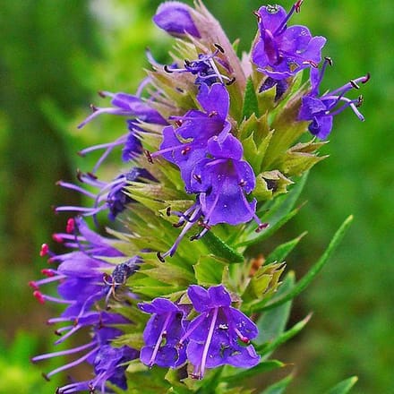 6 x Hyssopus Officinalis - Hyssop pot 9x9cm