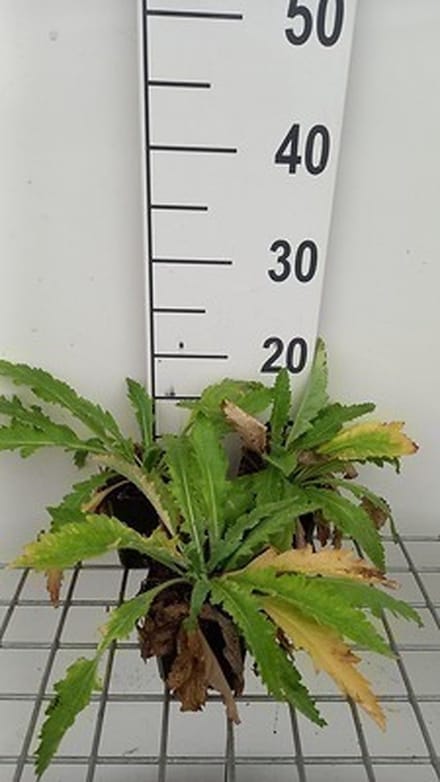 6x Papaver - Papaver or. 'Beauty of Livermere' | 9x9 cm pot