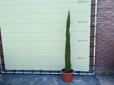 ITALIAANSE CIPRES TOTEM 160CM