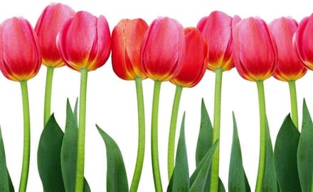 Fotobehang - Bed of Tulips 375x250cm - Vliesbehang