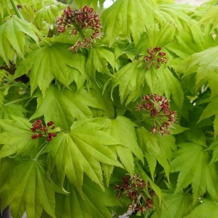 Acer Shirasawanum 'Aureum' - Gele esdoorn 25-30 cm pot