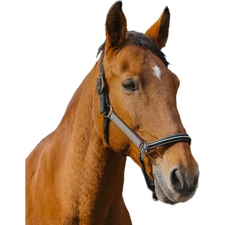 Nylon paardenhalster Equithème Domino