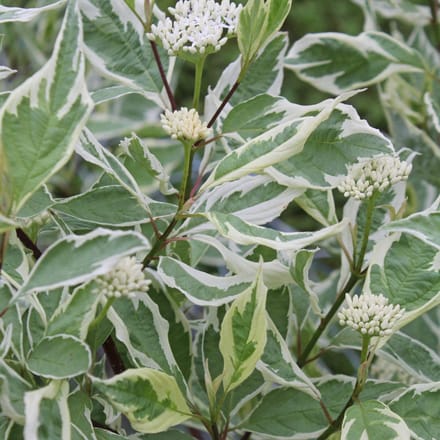 Cornus Alba 'Elegantissima' - Kornoelje 60-80 cm in pot