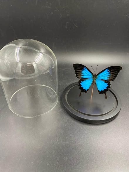 Stolp met Papilio Ulysses (1)