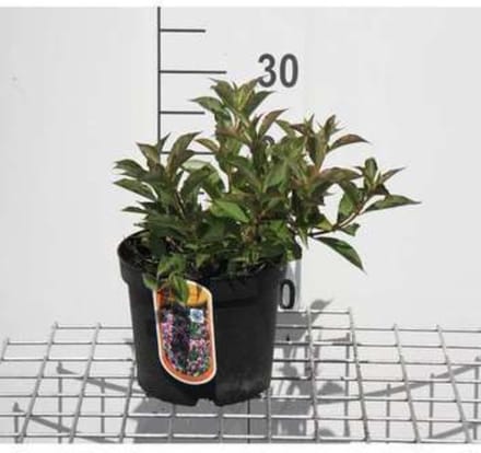 Weigela florida 'Pink Poppet' - Weigelia 30 - 40 cm in pot