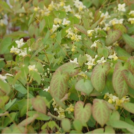 6 x Epimedium Versicolor 'Sulphureum' - Elfenbloem pot 9x9cm - Geelbloeiende bodembedekker