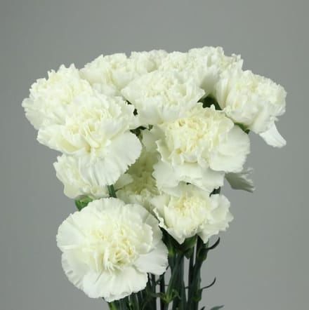 20 witte anjers