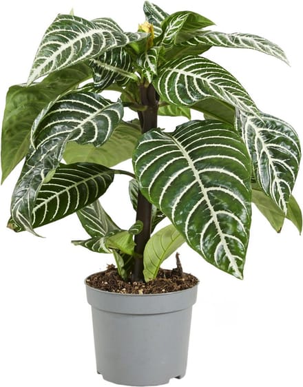 PLNTS - Aphelandra Squarrosa - Kamerplant - Kweekpot 13 cm - Hoogte 35 cm