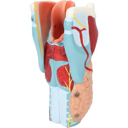 2x Vergroting Menselijke Keel Model Vinyl Duidelijke Structuur Keel Dissectie Model voor Onderwijs white