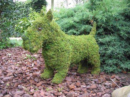 Hond Scottie - Mos