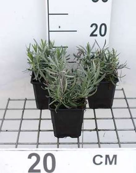 6x Lavandel - Lavandula int. 'Dutch' | 9x9 cm pot