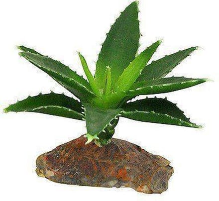 Lucky Reptile Agava small