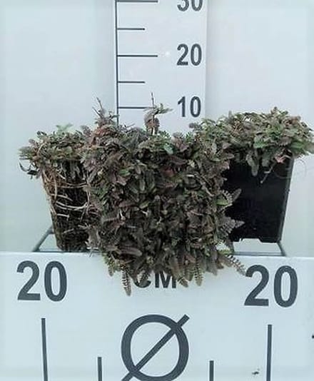 6x Speeldenkussenplant - Leptinella potentillina (cotula pot.) | 9x9 cm pot