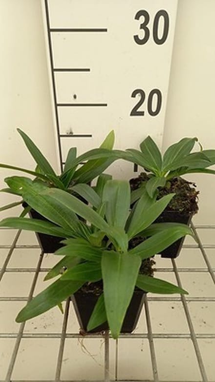 6x Ooievaarsbek - Gentiana dahurica | 9x9 cm pot