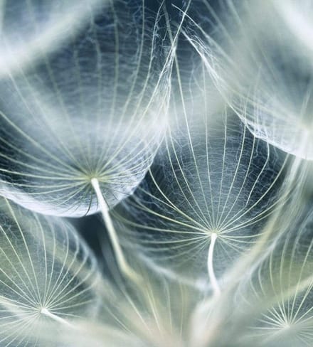 Fotobehang - Dandelion Macro 225x250cm - Vliesbehang