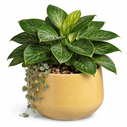 Mica Decorations bloempot / plantenpot Venice - beige - terracotta - D38 x H32 cm - effen