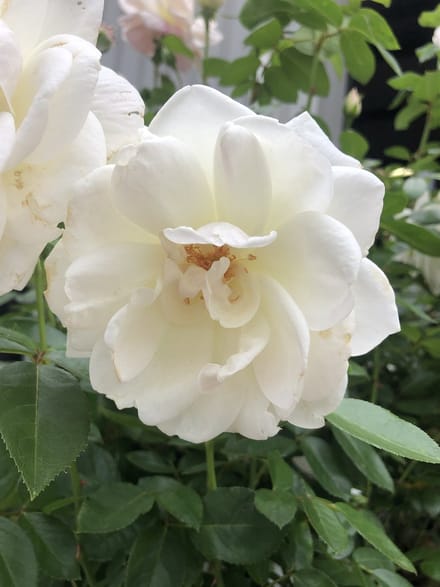 Rosa 'White Symphony' - Roos in pot