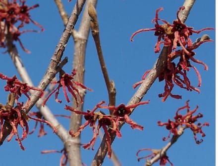 Hamamelis Intermedia 'Ruby Glow' - Toverhazelaar 40-60 cm pot