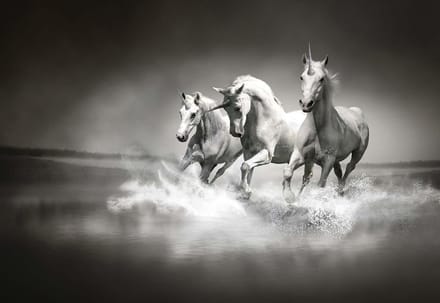 Fotobehang Unicorns Horses Black White | PANORAMIC - 250cm x 104cm | 130g/m2 Vlies