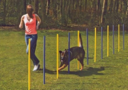 Agility Slalom set