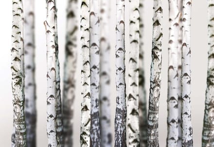 Fotobehang  Stem Trees Forest Nature | XL - 208cm x 146cm | 130g/m2 Vlies