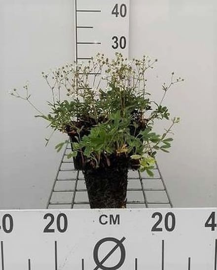 6x Ganzerik - Potentilla trid. 'Nuuk' | 9x9 cm pot