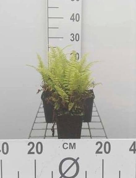 6x Adelaarsvaren - Pteridium aquilinum | 9x9 cm pot