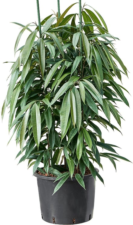 Hydroplant Ficus Binnendijkii Amstel King