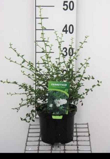 2 x Ceanothus thyrs. 'Millerton Point' - Amerikaanse Sering, Sikkelbloem 25- 30 cm in pot