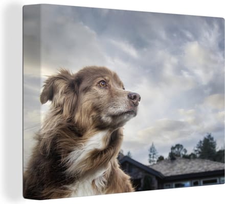 Canvas Schilderij Starende hond - 80x60 cm - Wanddecoratie