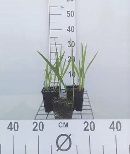 6x Montbretia - Crocosmia hybr. 'George Davidson' | 9x9 cm pot
