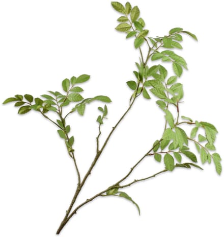 Silk-ka Kunstbloem-Zijden Bloem Blad Tak Groen 76 cm