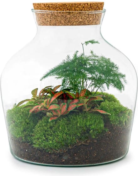 DIY terrarium - Little Joe -  21,5 cm