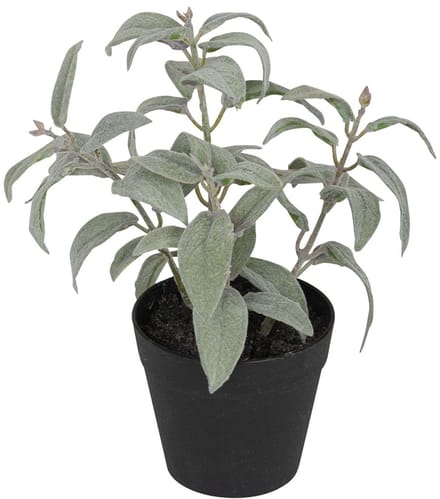 Salie in pot, groen/wit 20cm