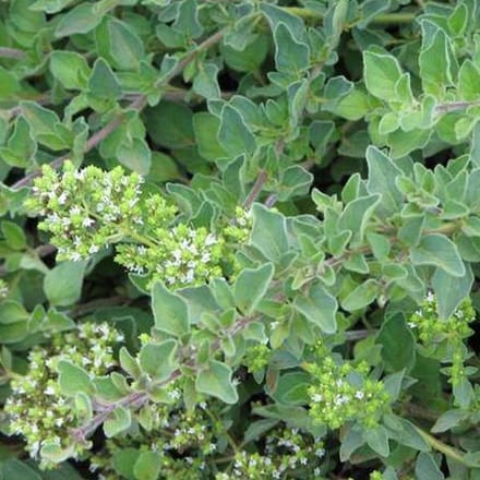 6 x Origanum Vulgare - Marjolein pot 9x9cm