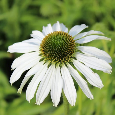 6x Zonnehoed - Echinacea purpurea ‘Avalanche’® - Pot 9x9cm