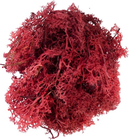 Rood Rendiermos - Doosje 50gr - My Village