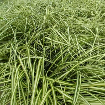 6x Zegge - Carex oshimensis 'Evercream' - Pot 9x9cm