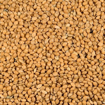Duvoplus - Binnenvogelvoer - Vogel - Millet Geel = Rondzaad Geel Duvo 20kg - 1st