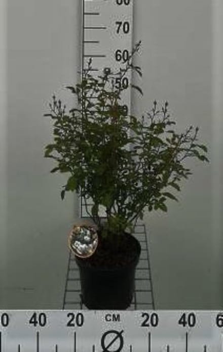 Rosa 'Sea Foam' - Roos in pot